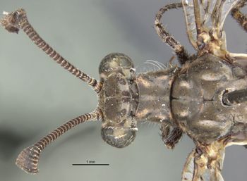 Media type: image;   Entomology 10619 Aspect: head dorsal view